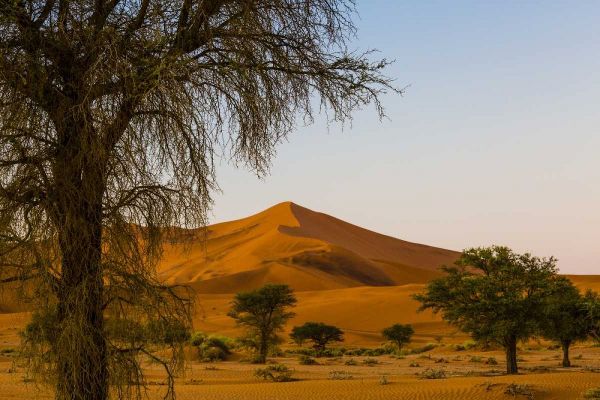 Namibia, Namib-Naukluft NP Trees and sand dune